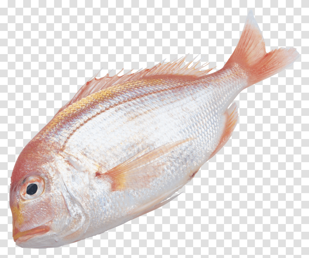 Fish, Animal, Perch Transparent Png