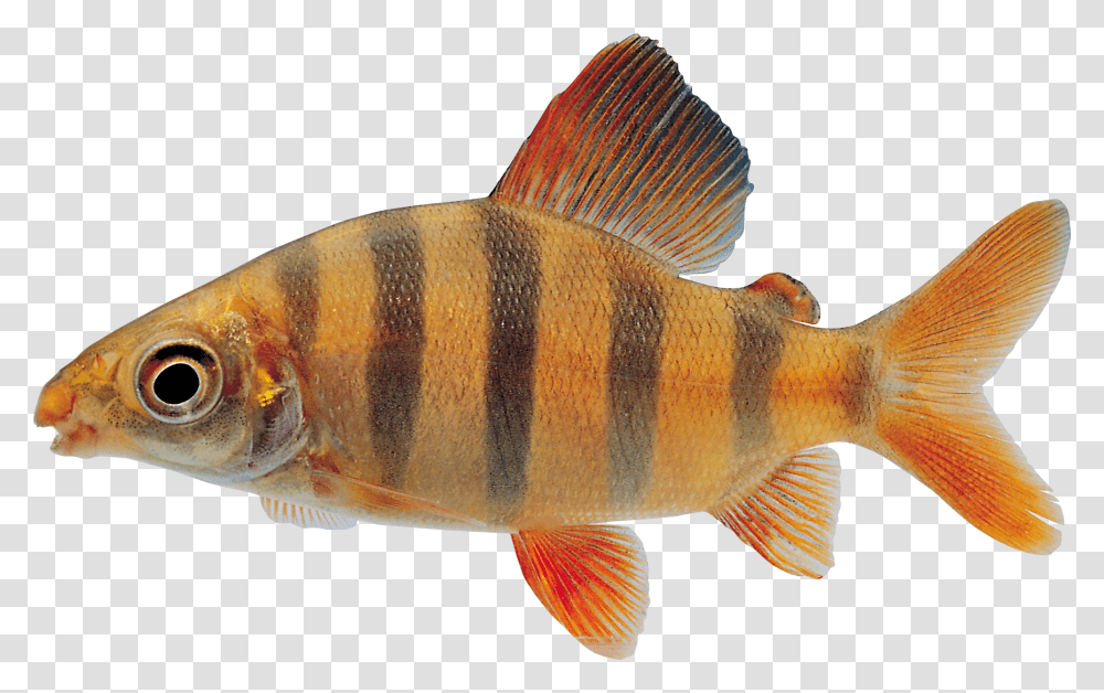 Fish, Animal, Perch Transparent Png