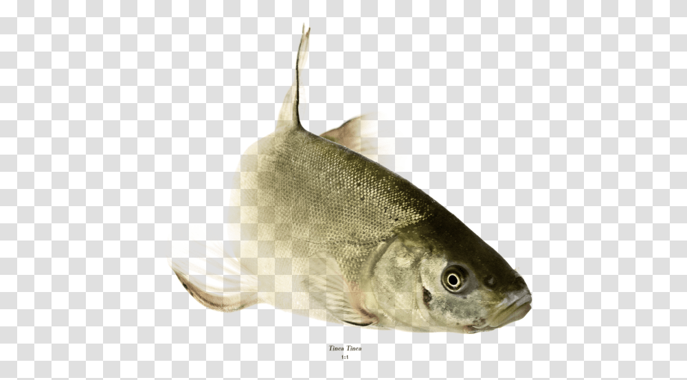 Fish, Animal, Perch Transparent Png
