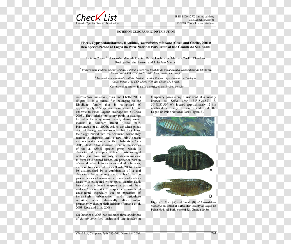 Fish, Animal, Perch Transparent Png