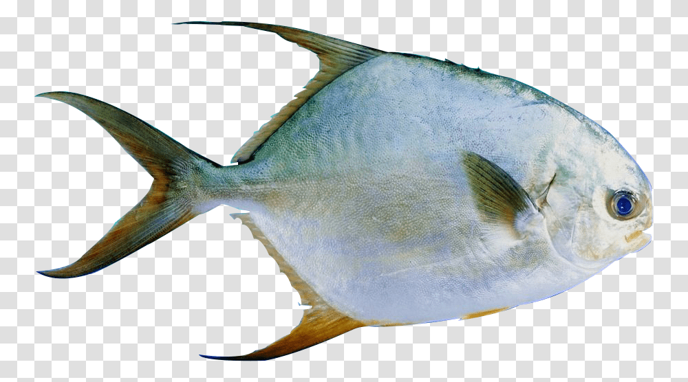 Fish, Animal, Surgeonfish, Sea Life Transparent Png