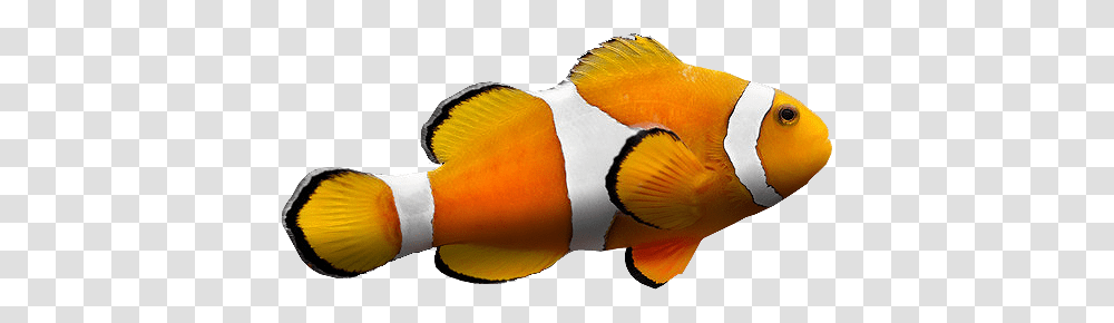 Fish, Animals, Amphiprion, Sea Life, Brush Transparent Png