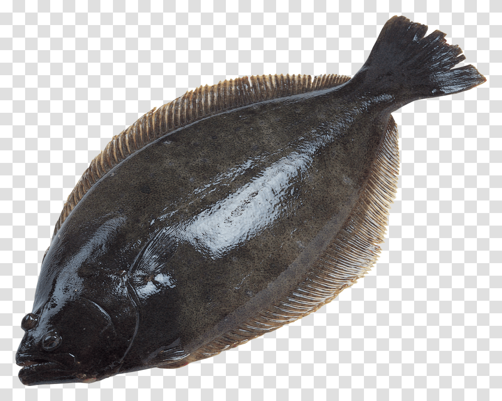 Fish, Animals, Axe, Tool, Halibut Transparent Png