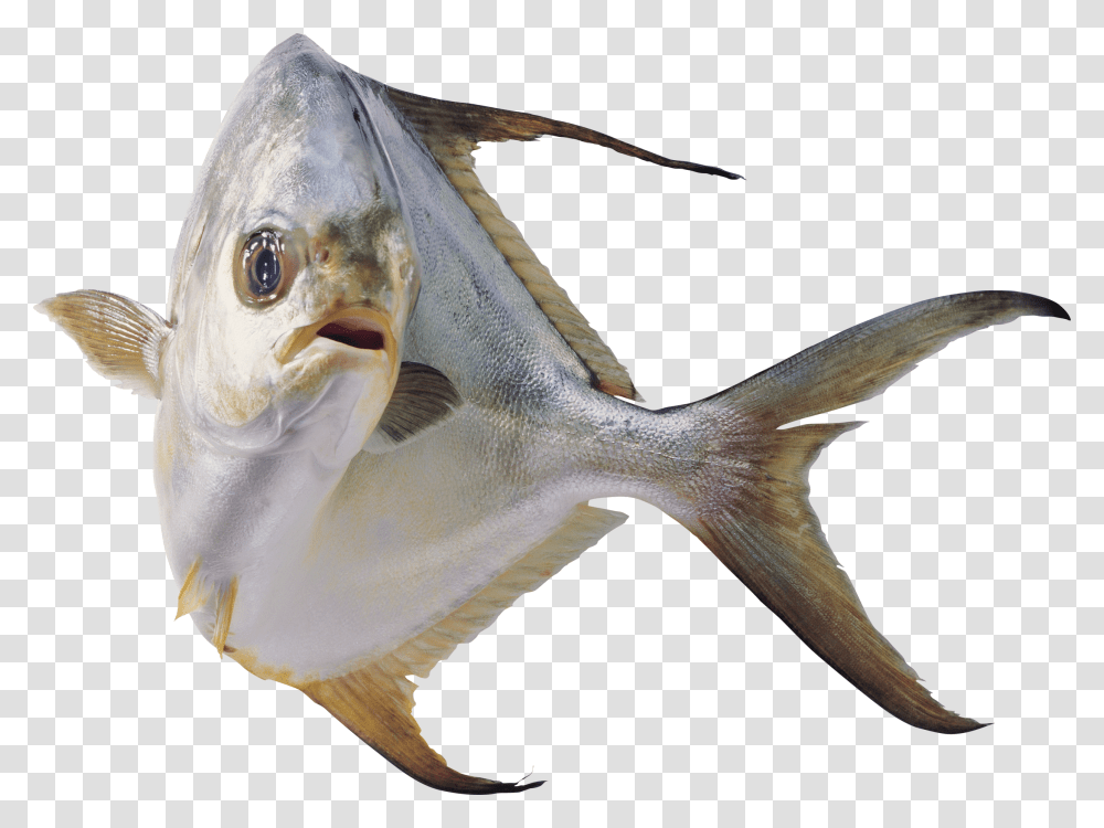 Fish, Animals, Bird, Sea Life, Aquatic Transparent Png