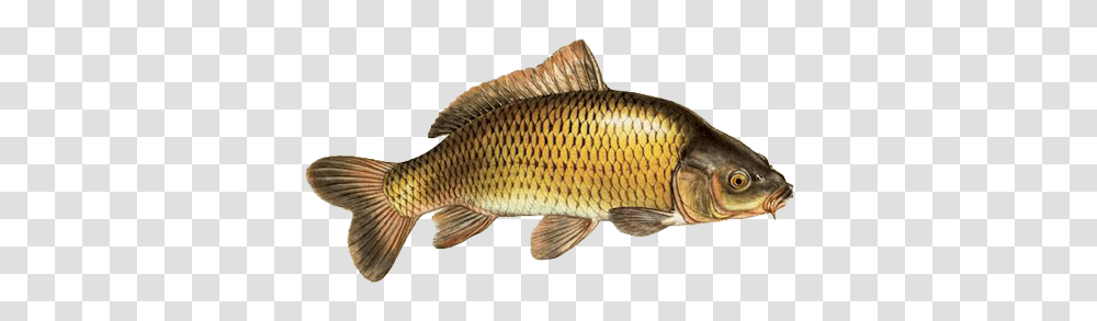 Fish, Animals, Carp, Koi Transparent Png