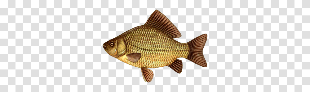 Fish, Animals, Carp, Perch Transparent Png