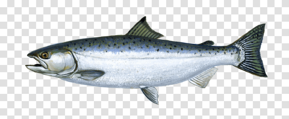 Fish, Animals, Coho, Trout, Herring Transparent Png