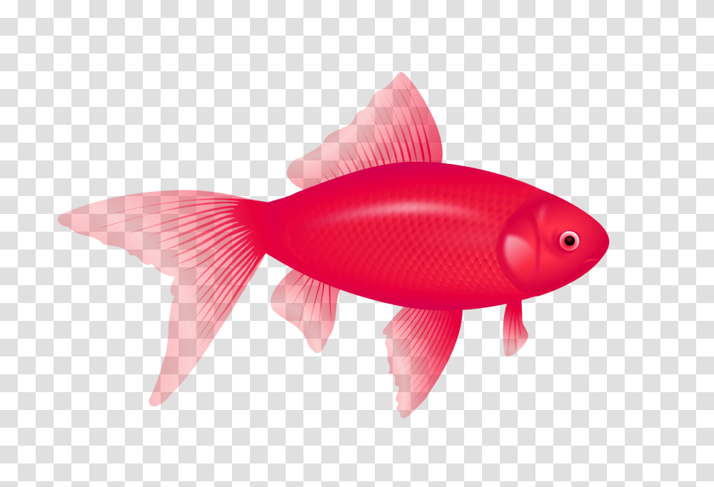 Fish, Animals, Goldfish, Amphiprion, Sea Life Transparent Png