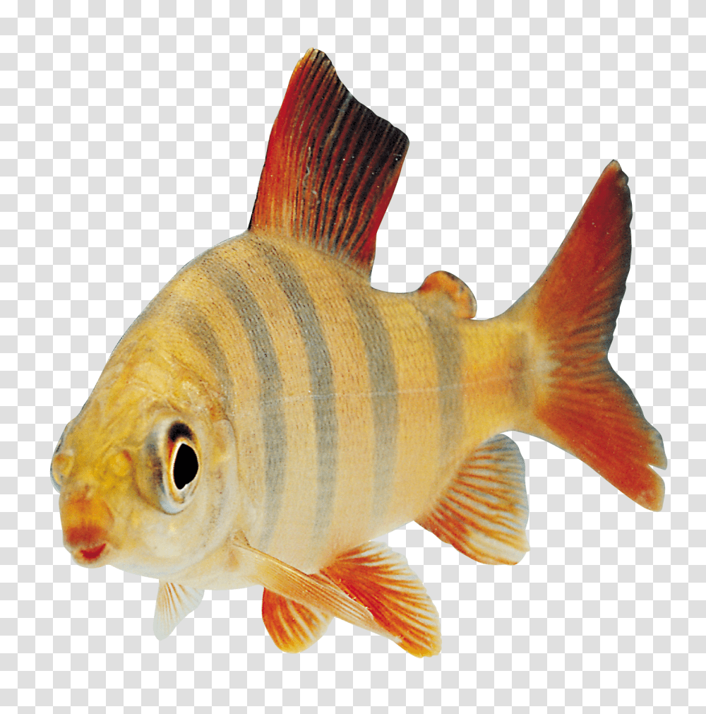 Fish, Animals, Goldfish, Carp Transparent Png