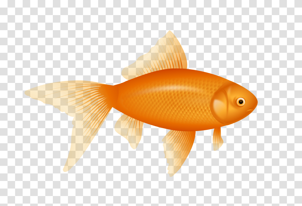 Fish, Animals, Goldfish, Fungus Transparent Png