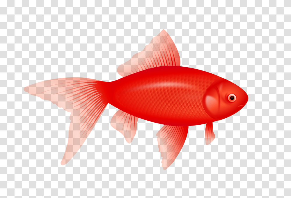 Fish, Animals, Goldfish Transparent Png