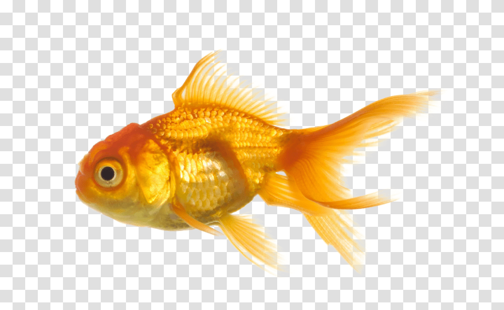 Fish, Animals, Goldfish Transparent Png