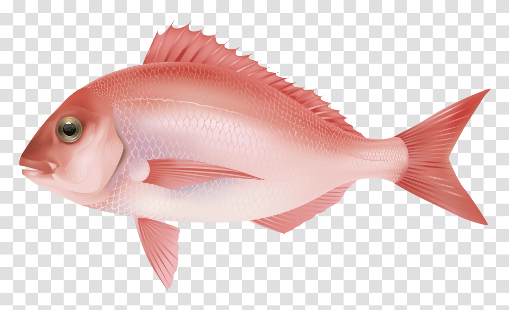 Fish, Animals, Goldfish Transparent Png