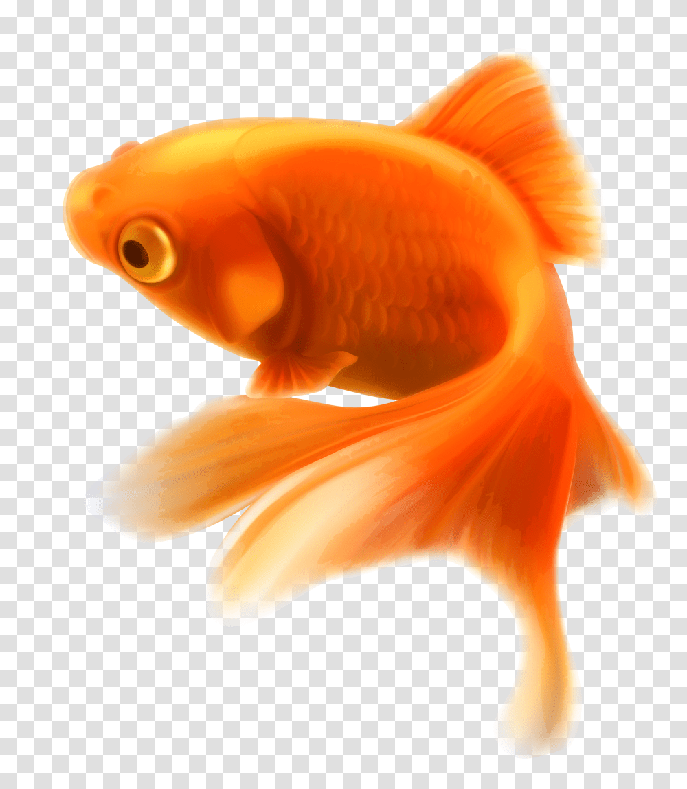 Fish, Animals, Goldfish Transparent Png