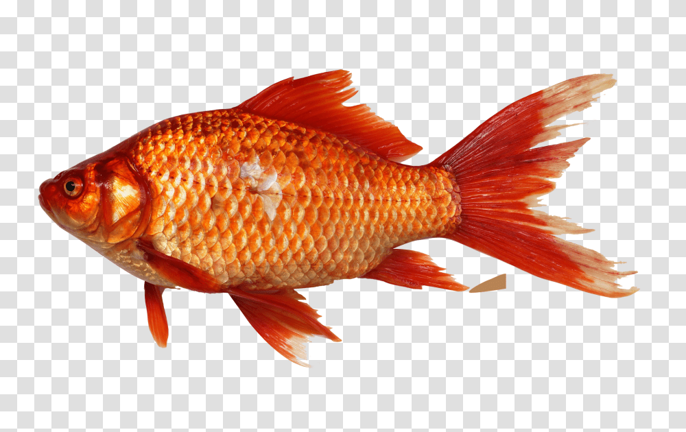 Fish, Animals, Goldfish Transparent Png