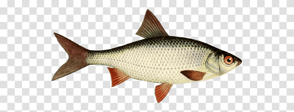 Fish, Animals, Herring, Sea Life, Carp Transparent Png