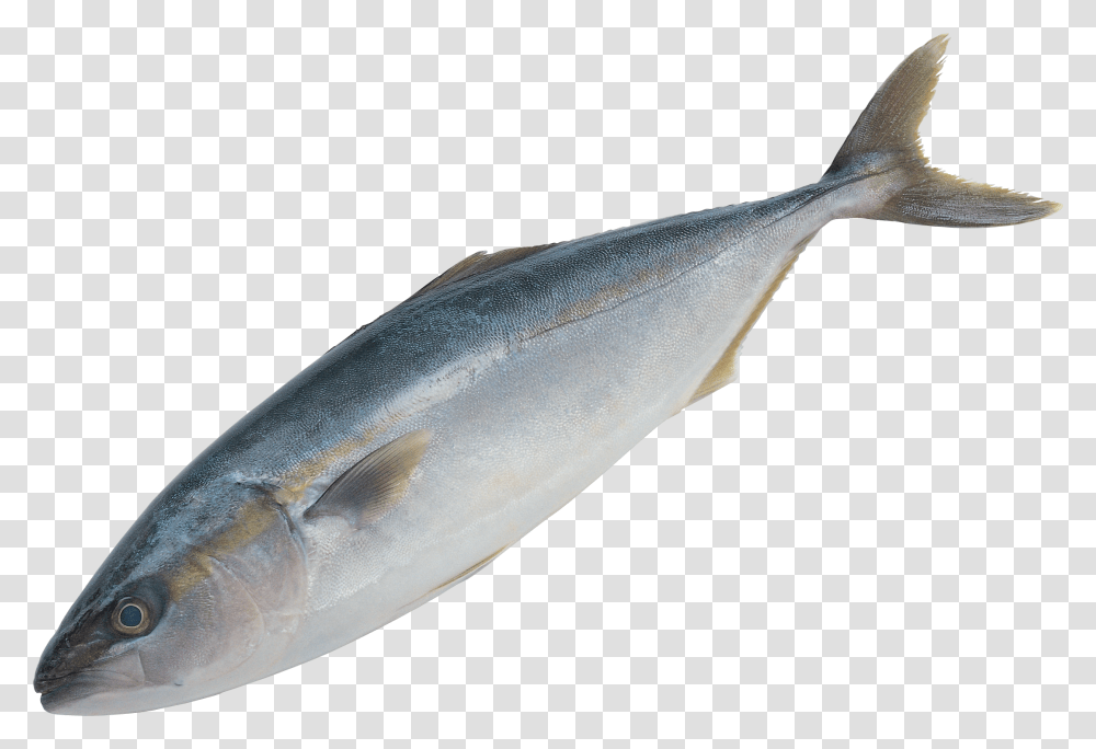 Fish, Animals, Herring, Sea Life, Mullet Fish Transparent Png