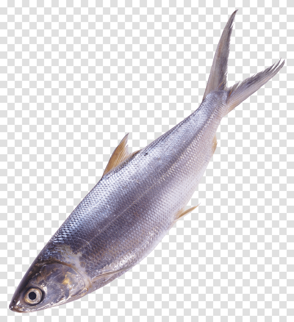 Fish, Animals, Herring, Sea Life, Mullet Fish Transparent Png