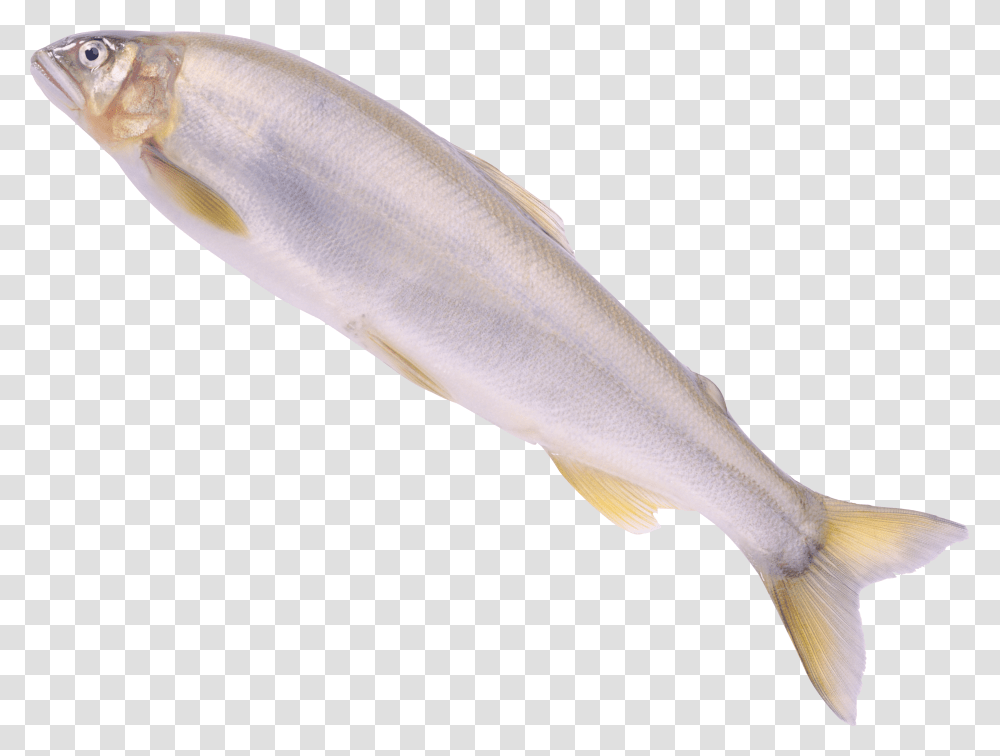 Fish, Animals, Herring, Sea Life, Mullet Fish Transparent Png