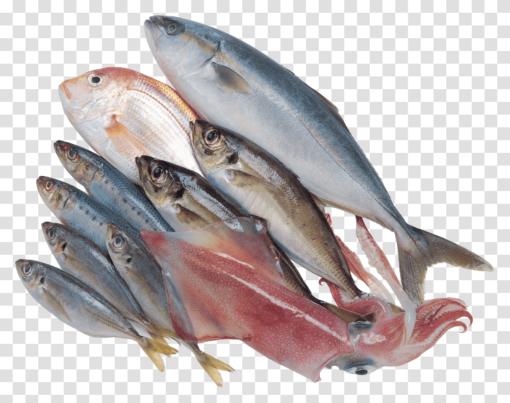 Fish, Animals, Herring, Sea Life, Sardine Transparent Png