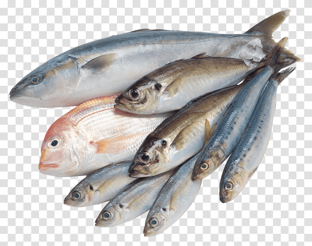 Fish, Animals, Herring, Sea Life, Sardine Transparent Png