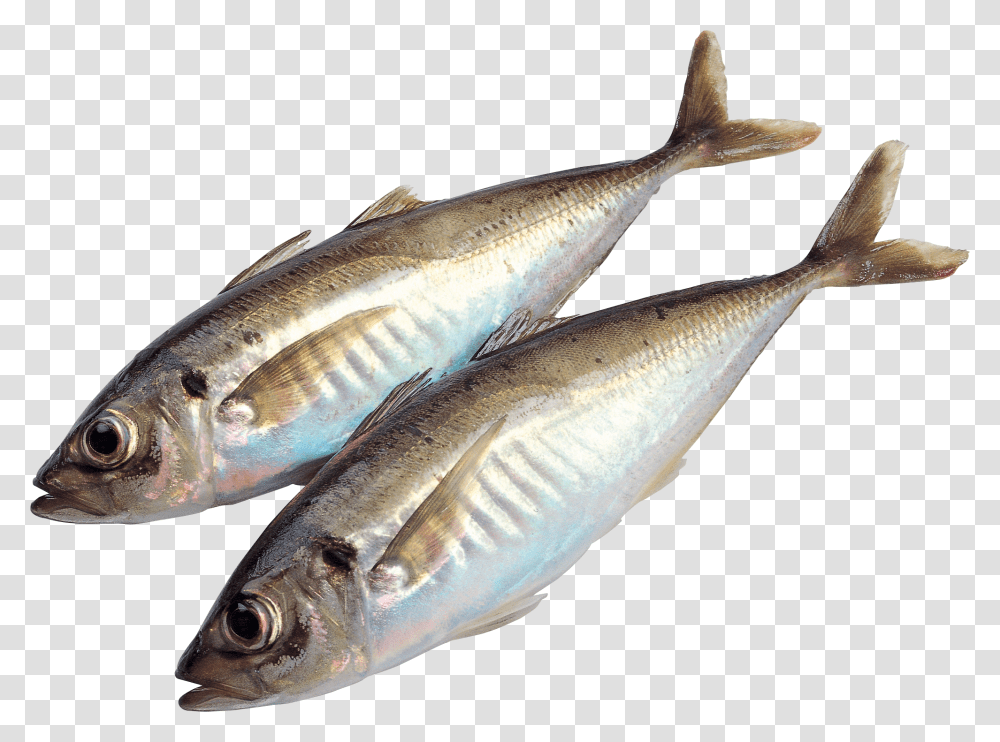 Fish, Animals, Herring, Sea Life, Sardine Transparent Png