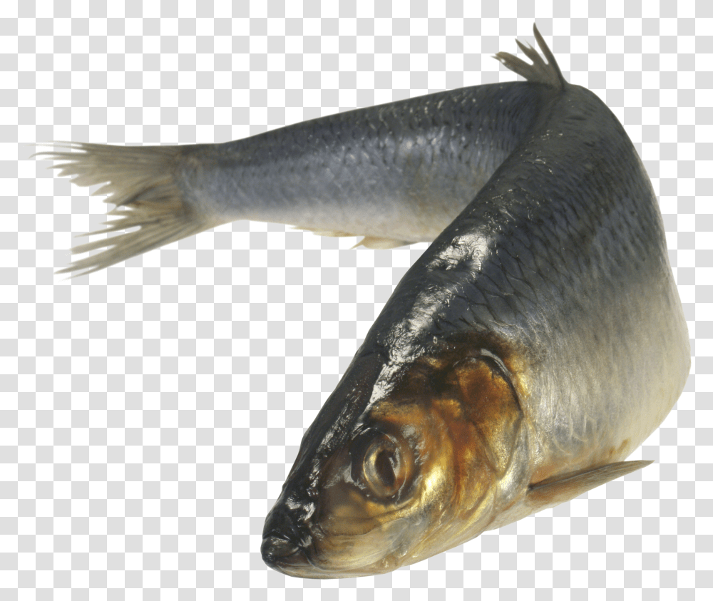 Fish, Animals, Herring, Sea Life, Sardine Transparent Png