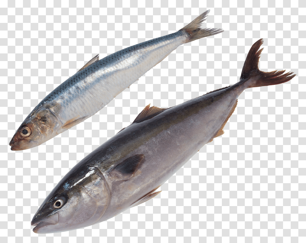 Fish, Animals, Herring, Sea Life, Sardine Transparent Png