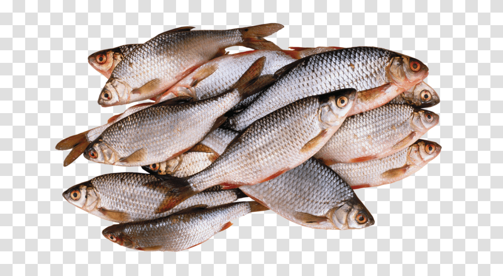 Fish, Animals, Mullet Fish, Sea Life, Herring Transparent Png