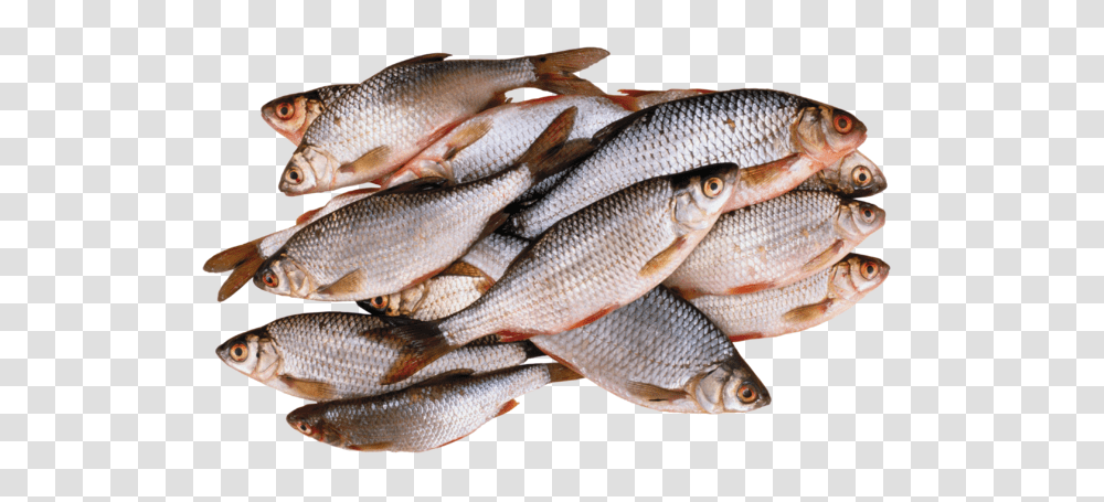 Fish, Animals, Mullet Fish, Sea Life, Herring Transparent Png