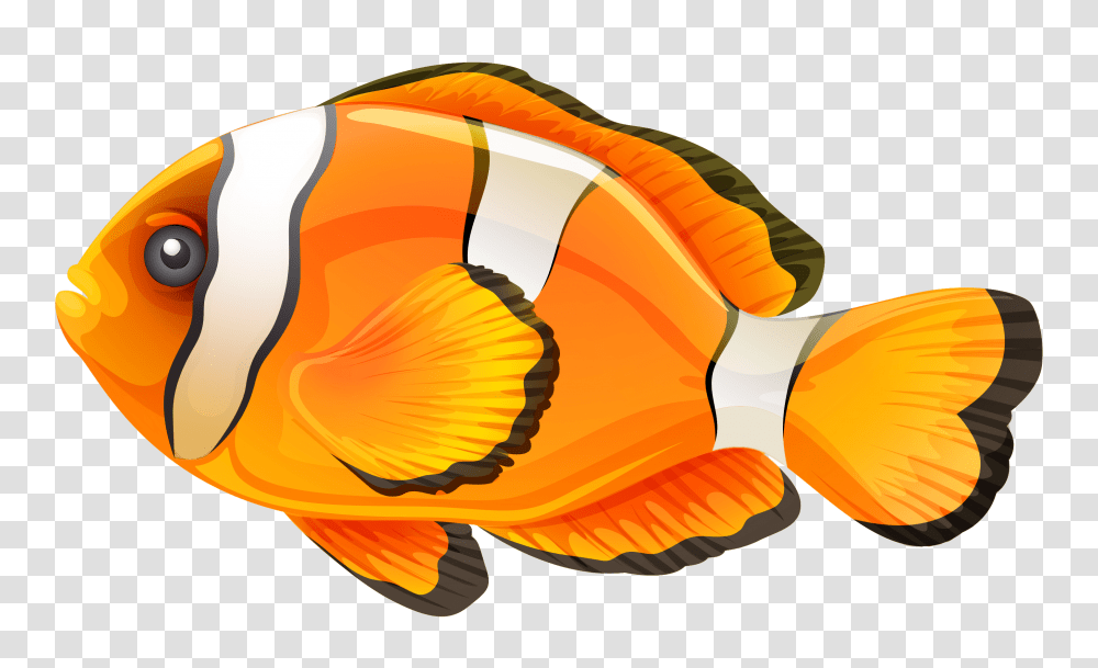 Fish, Animals, Peel, Goldfish, Rock Beauty Transparent Png