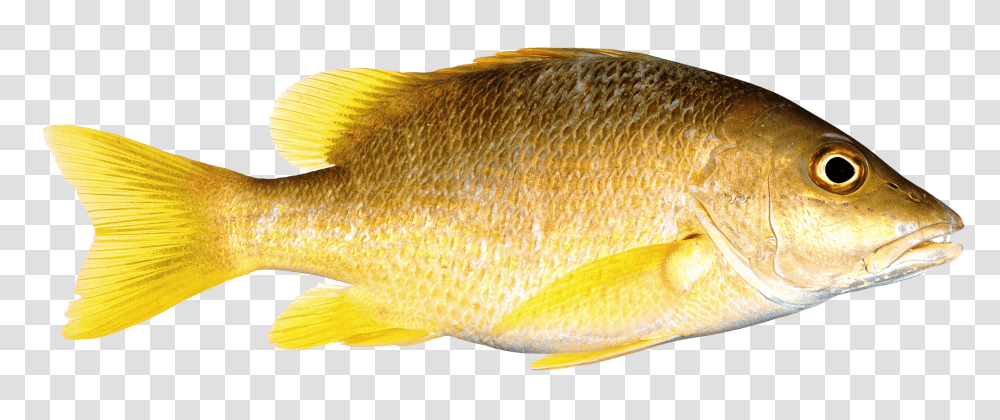 Fish, Animals, Perch, Carp Transparent Png