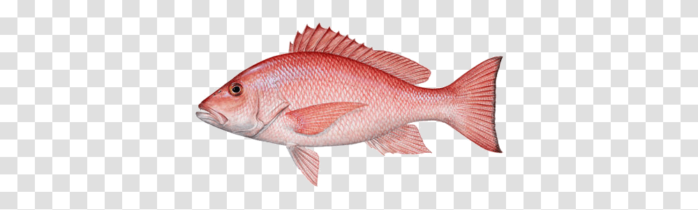 Fish, Animals, Perch, Carp Transparent Png