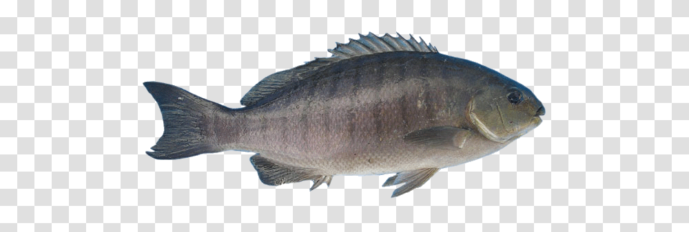 Fish, Animals, Perch, Cod, Sea Life Transparent Png