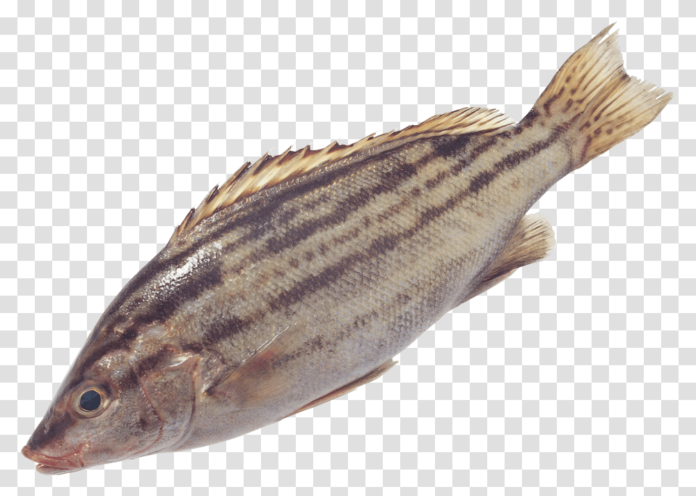 Fish, Animals, Perch, Sea Life, Cod Transparent Png