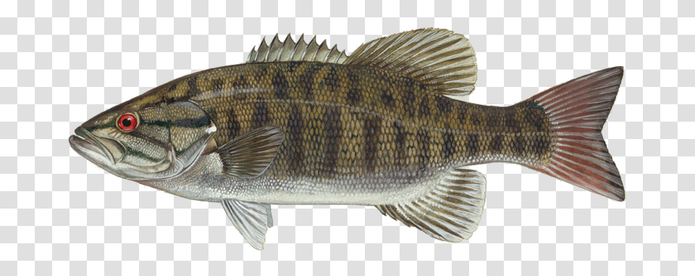 Fish, Animals, Perch Transparent Png