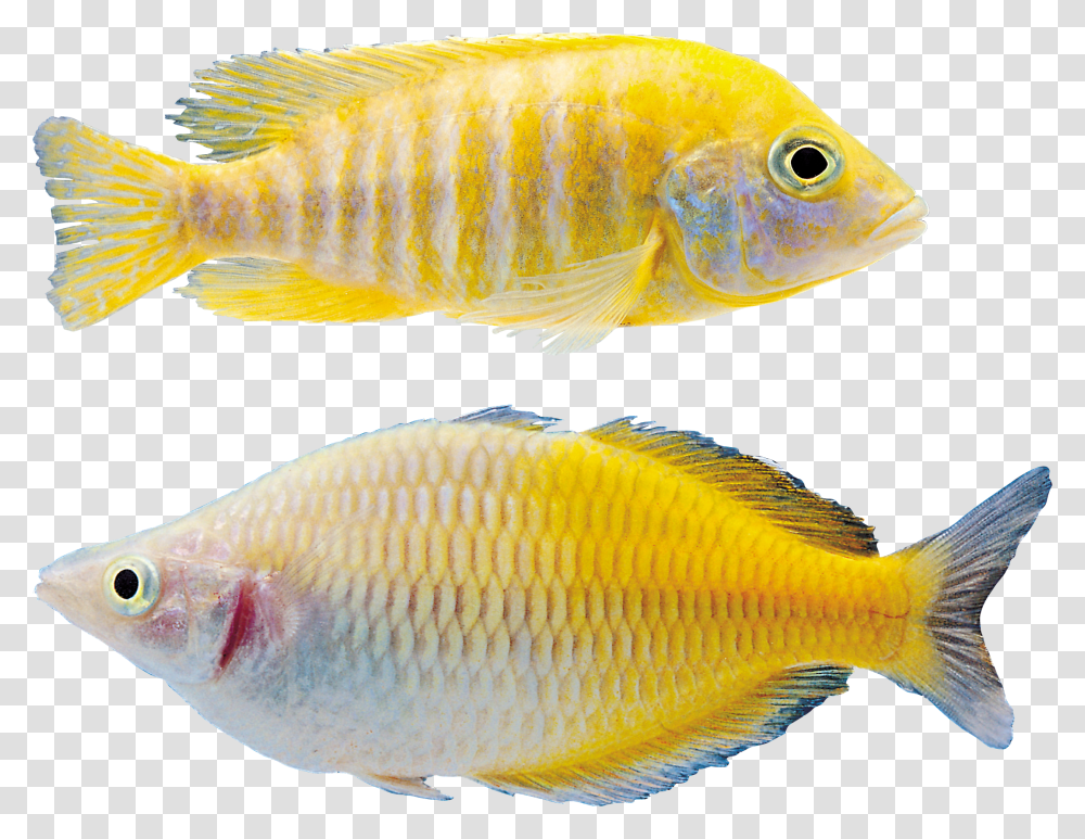 Fish, Animals, Perch Transparent Png