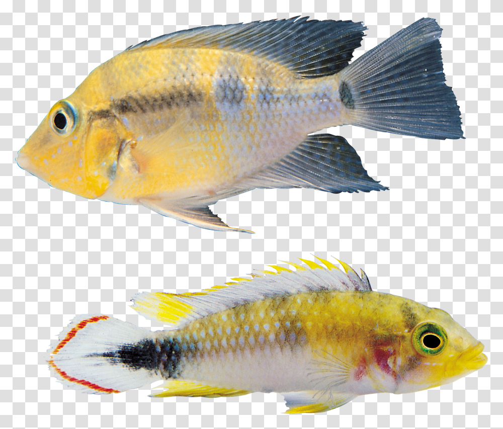 Fish, Animals, Perch Transparent Png