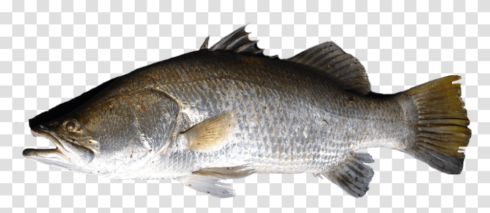 Fish, Animals, Perch Transparent Png