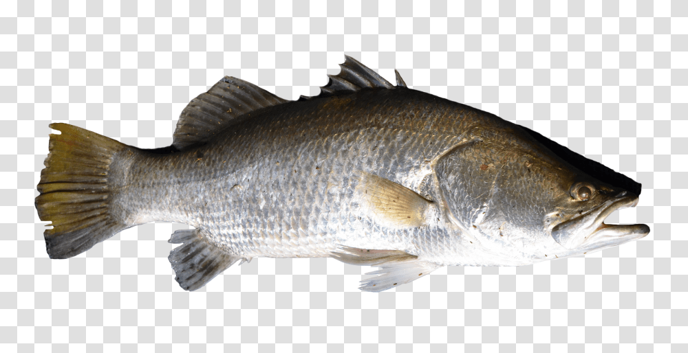 Fish, Animals, Perch Transparent Png