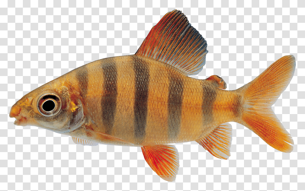 Fish, Animals, Perch Transparent Png