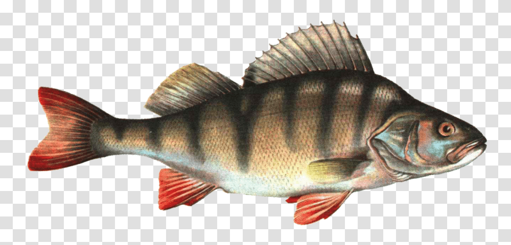 Fish, Animals, Perch Transparent Png