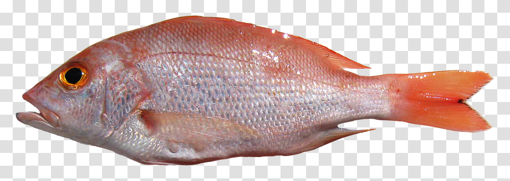 Fish, Animals, Perch Transparent Png