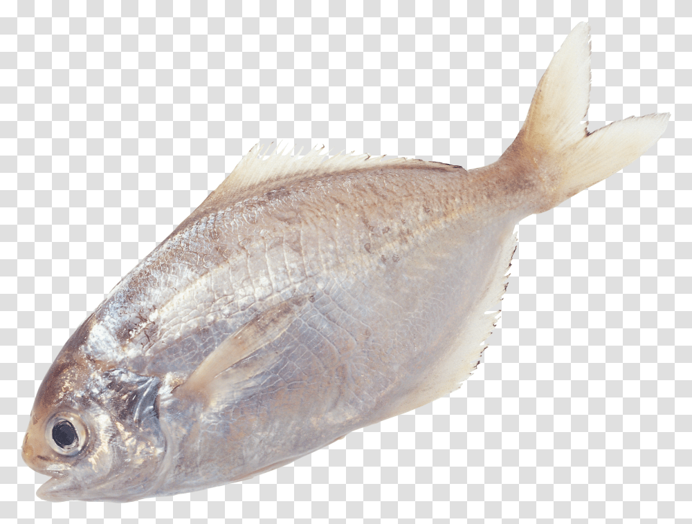 Fish, Animals, Sea Life, Bird, Halibut Transparent Png