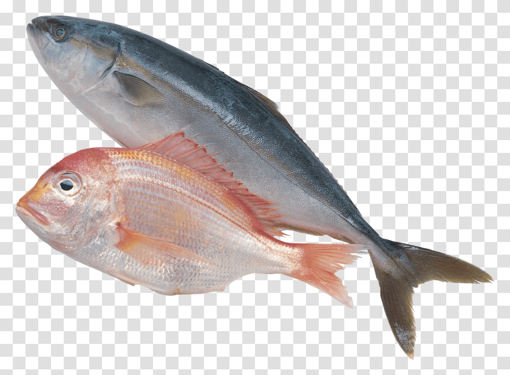 Fish, Animals, Sea Life, Herring, Carp Transparent Png