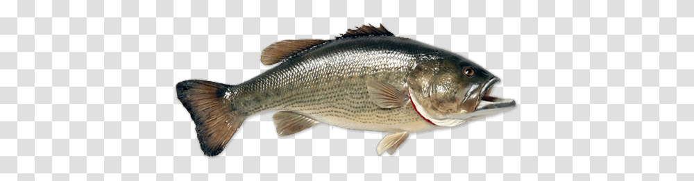 Fish, Animals, Sea Life, Herring, Perch Transparent Png