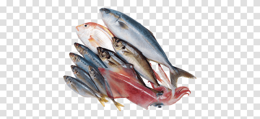 Fish, Animals, Sea Life, Herring, Sardine Transparent Png