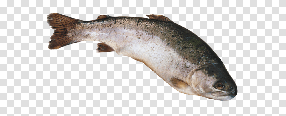 Fish, Animals, Trout, Cod, Sea Life Transparent Png