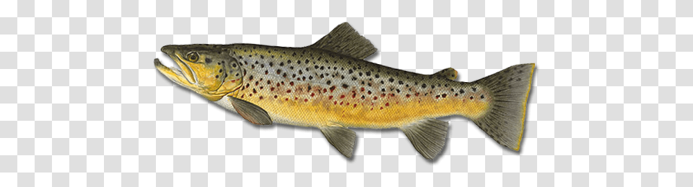 Fish, Animals, Trout, Cod Transparent Png