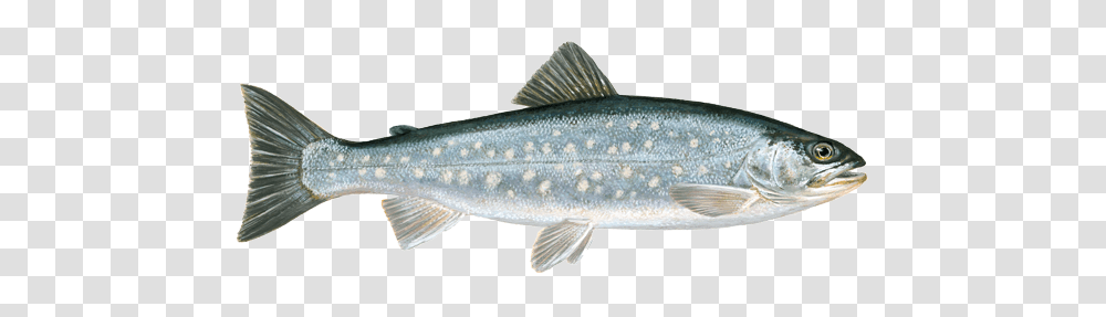 Fish, Animals, Trout, Coho, Cod Transparent Png
